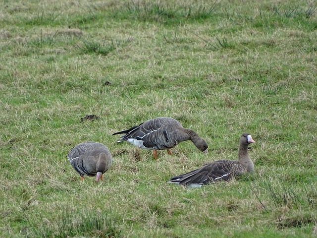 行了有效布 行了有效布